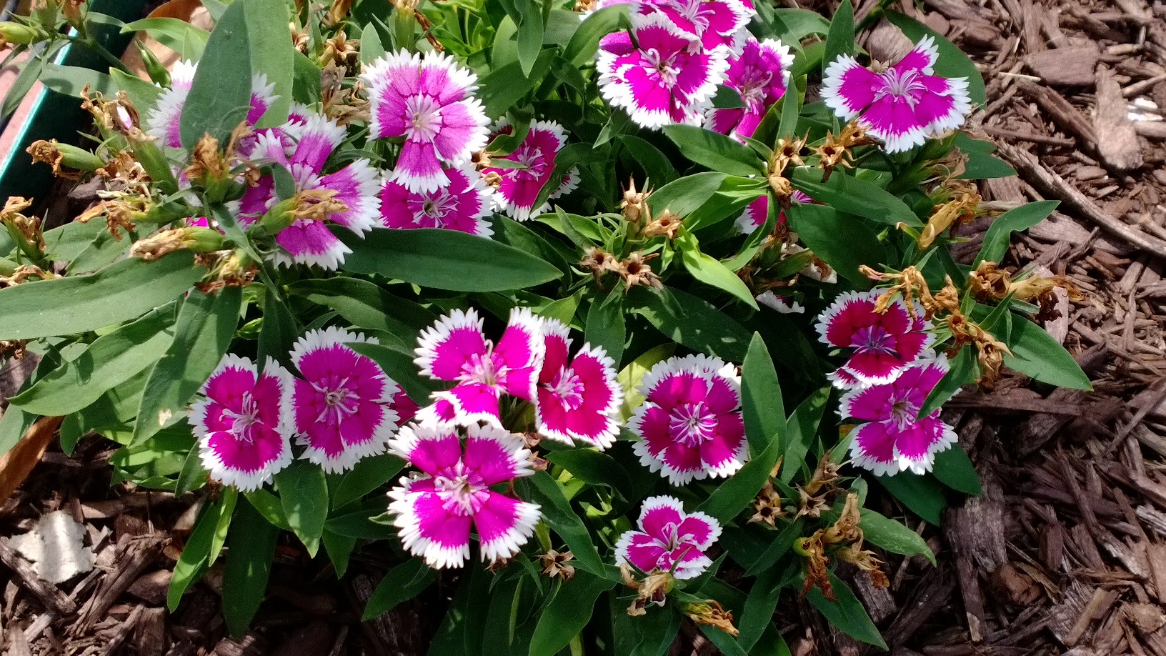 Flowers via AT&T Nokia Lumia 1020